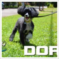 Copyright Darwin Pet Spa 2012